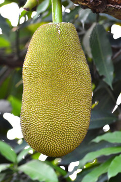 菠蘿蜜