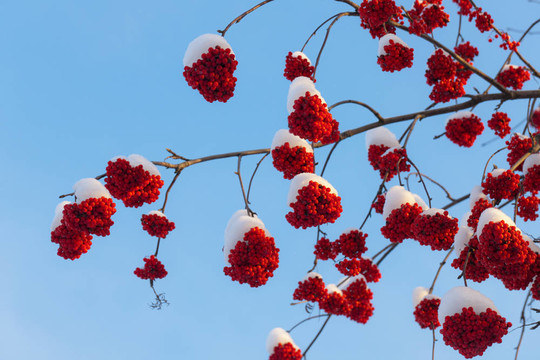 漿果在雪中