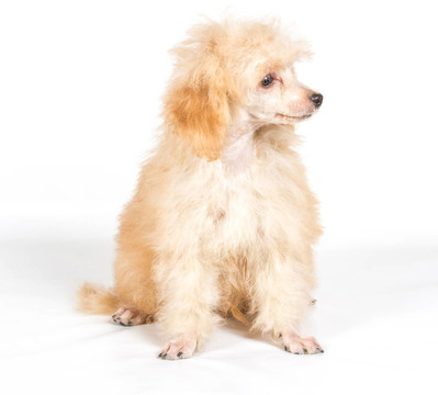 杏色貴賓犬的畫像在白色背景