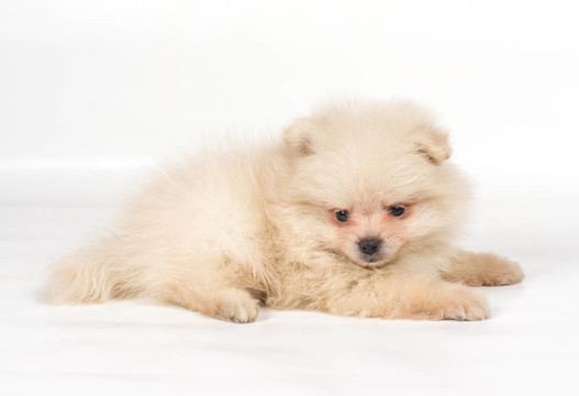博美犬斯皮茨狗在白色背景
