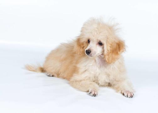 杏色貴賓犬的畫像在白色背景