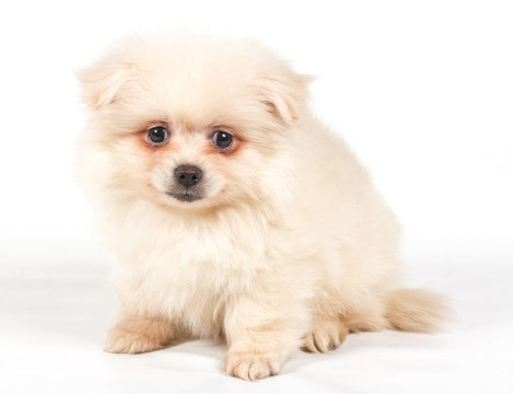 博美犬斯皮茨狗在白色背景