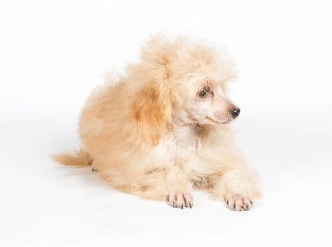 杏色貴賓犬的畫像在白色背景
