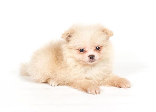 博美犬斯皮茨狗在白色背景
