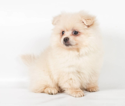 博美犬斯皮茨狗在白色背景