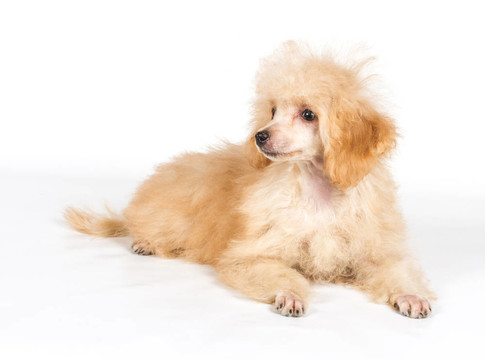 杏色貴賓犬的畫像在白色背景