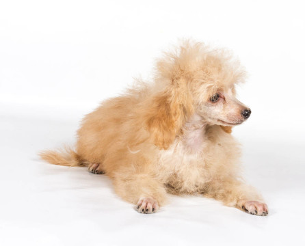 杏色貴賓犬的畫像在白色背景