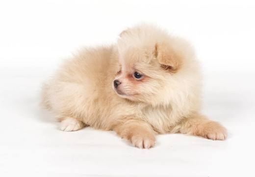 博美犬斯皮茨狗在白色背景