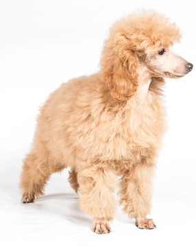 杏色貴賓犬的畫像在白色背景