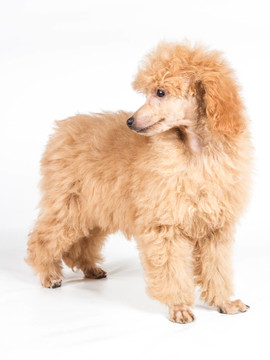 杏色貴賓犬的畫像在白色背景