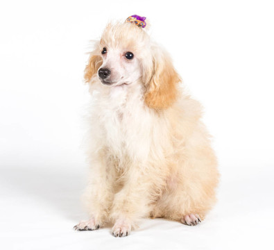 杏色貴賓犬的畫(huà)像在白色背景