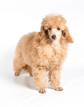 杏色貴賓犬的畫像在白色背景