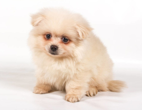 博美犬斯皮茨狗在白色背景
