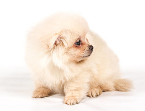 博美犬斯皮茨狗在白色背景