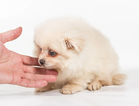 博美犬斯皮茨狗在白色背景