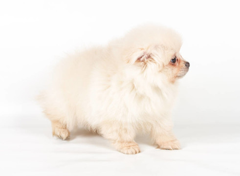 博美犬斯皮茨狗在白色背景