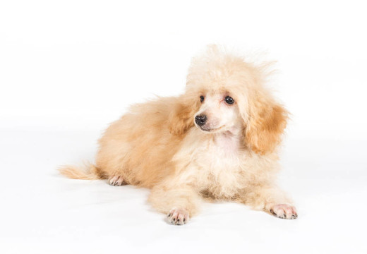 杏色貴賓犬的畫像在白色背景