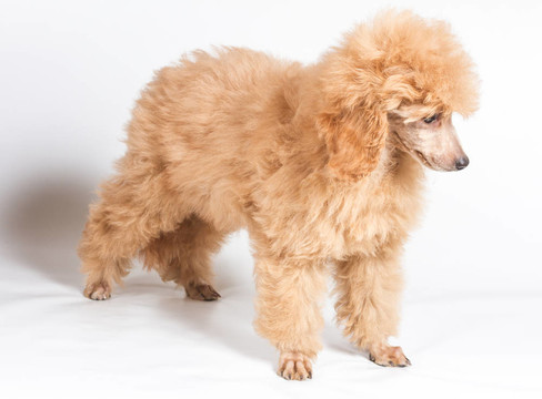 杏色貴賓犬的畫像在白色背景