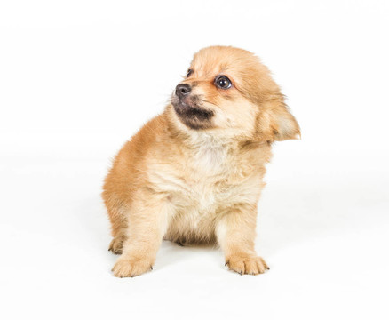 斯皮茨的小狗在白色的背景前。博美犬孤立在白色背景