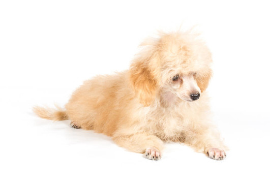 杏色貴賓犬的畫像在白色背景