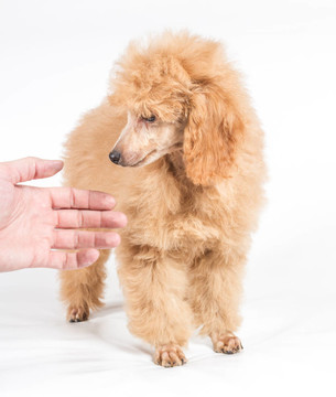 杏色貴賓犬的畫像在白色背景