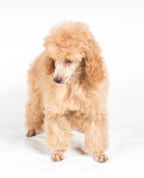 杏色貴賓犬的畫像在白色背景