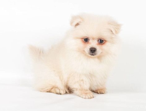 博美犬斯皮茨狗在白色背景