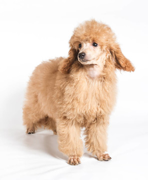 杏色貴賓犬的畫像在白色背景