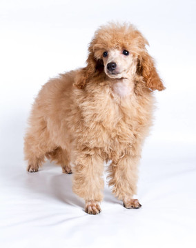 杏色貴賓犬的畫像在白色背景