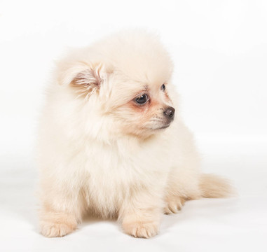 博美犬斯皮茨狗在白色背景