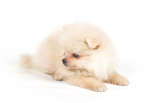 博美犬斯皮茨狗在白色背景