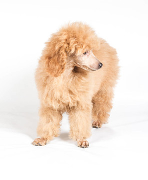 杏色貴賓犬的畫像在白色背景