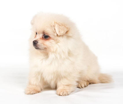 博美犬斯皮茨狗在白色背景