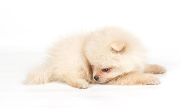 博美犬斯皮茨狗在白色背景