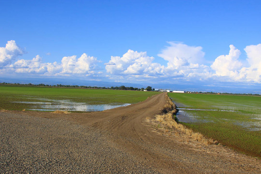 稻田道路