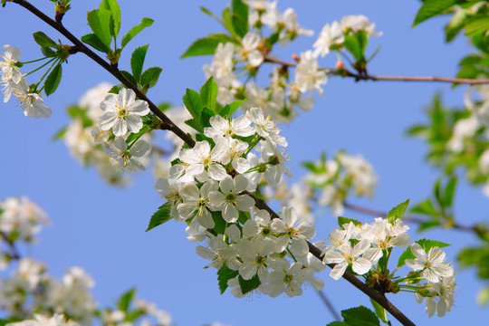 櫻花