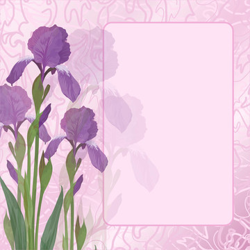 粉红背景的Flowers iris