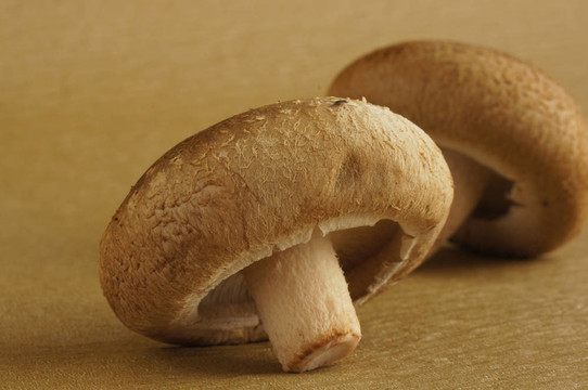 cortinellus香菇