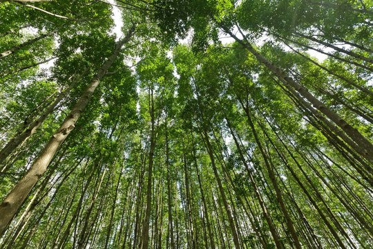 紅樹(shù)林