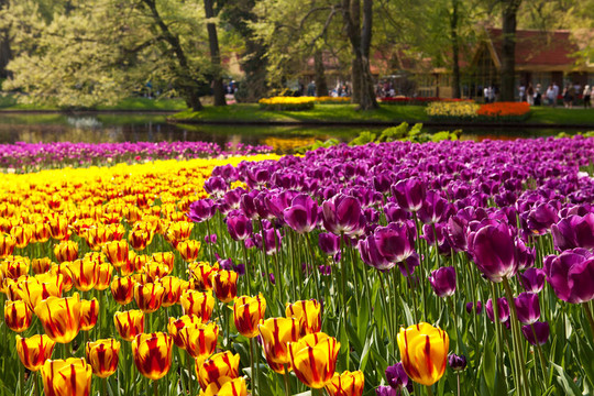 美麗的荷蘭郁金香在Keukenhof