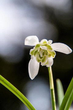 雪花蓮雪花蓮