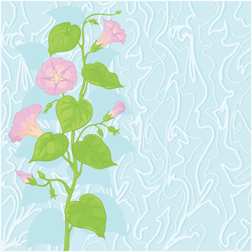 背景flowers Ipomoea