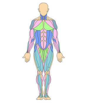 人體的肌肉系統(tǒng)