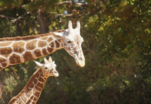 母親和Child Giraffe