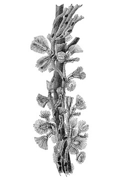 plumatella復古插畫