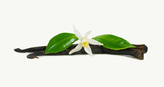 香草棒花