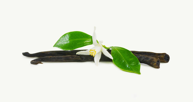 香草棒花
