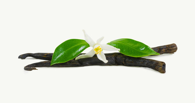 香草棒花