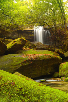 苔蘚覆蓋在沃爾特伯格落在rainsforest巖。