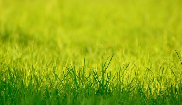 陽(yáng)光下清新的綠色青草